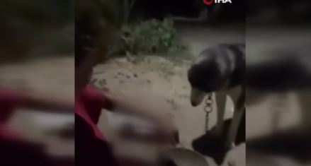 Köpeğine alkol içirdi sosyal medyada paylaştı(TIKLA-İZLE)