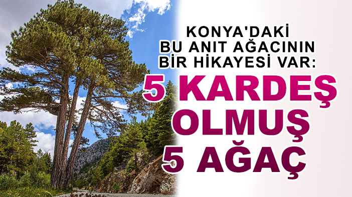 Konya'daki bu anıt ağacının bir hikayesi var: 5 kardeş olmuş 5 ağaç