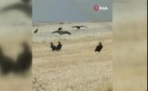 Başkentte  kara akbabalar görüntülendi