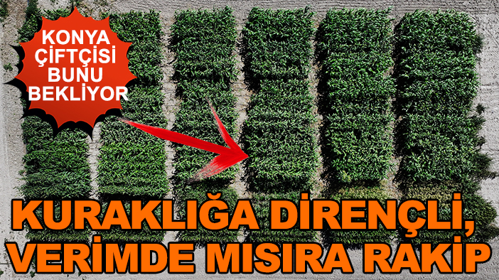 Konya çiftçisi bunu bekliyor: Kuraklığa dirençli, verimde mısıra rakip