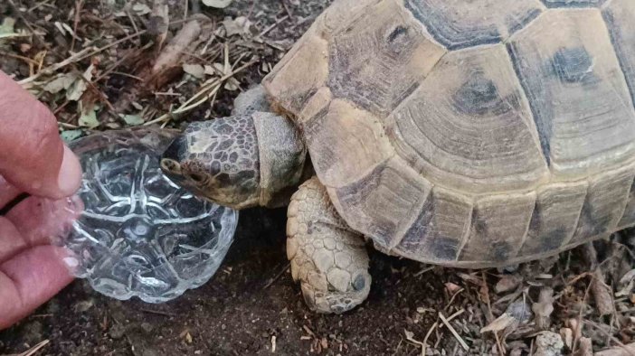 Kaplumbağaya gözyaşları içinde su içirdi