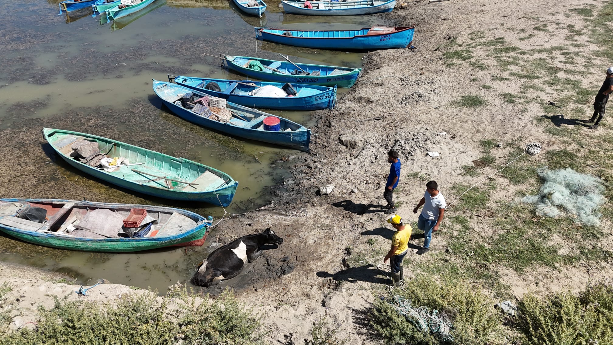 Konya'nın denizi kıyısında çamura saplanan inek kurtarıldı
