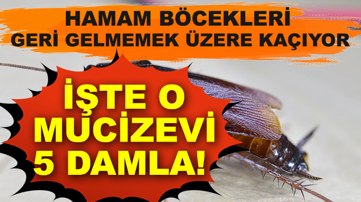 Hamam böcekleri geri gelmemek üzere kaçıyor: İşte o mucizevi 5 damla!