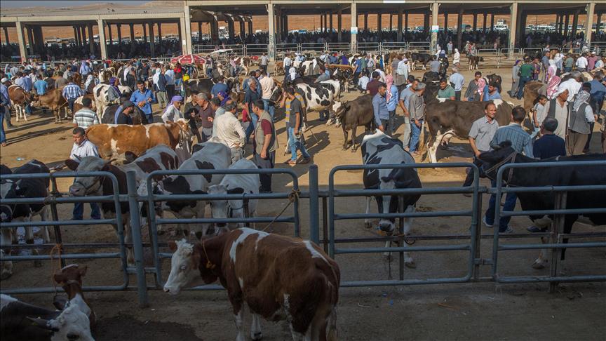 Şap hastalığından kapatılmıştı: 6 ilde daha açılacak