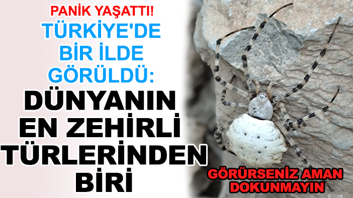 Panik yaşattı! Türkiye'de bir ilde görüldü: Dünyanın en zehirli türlerinden biri