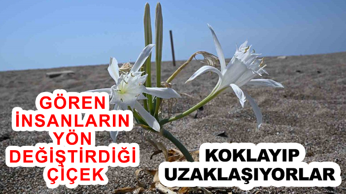 Gören insanların yön değiştirdiği çiçek: Koklayıp uzaklaşıyorlar