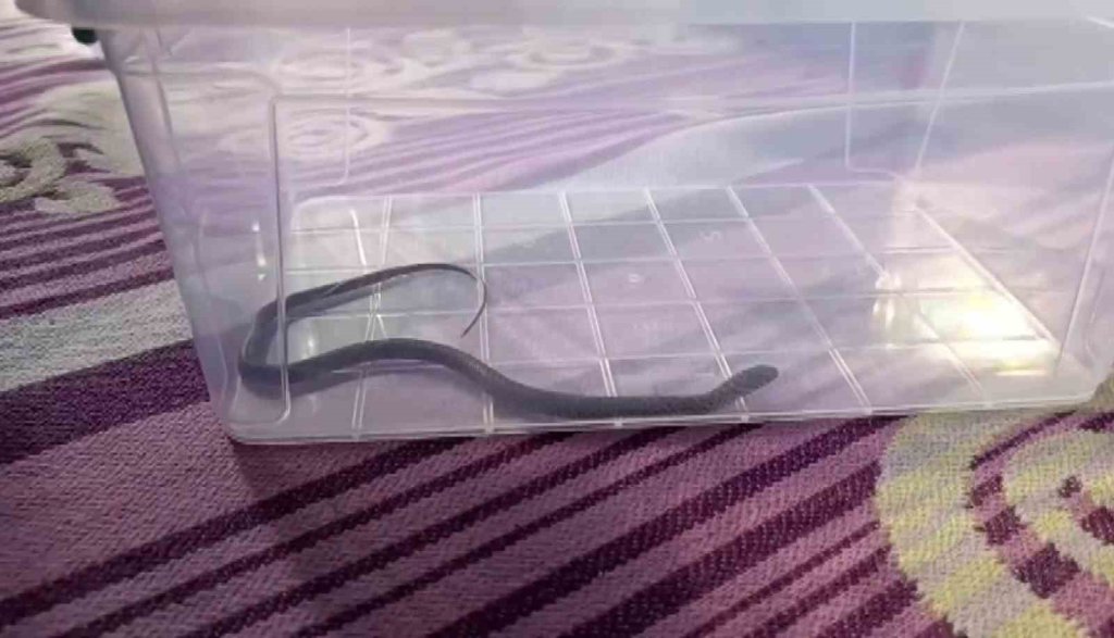 4’üncü kattaki bir evin çocuk odasına yılan girdi