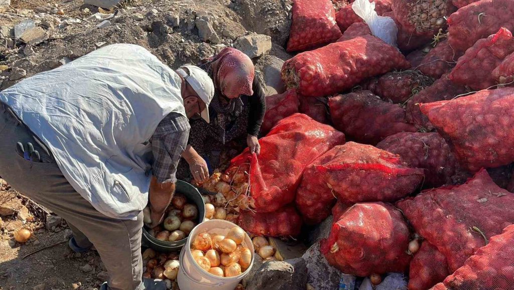 Tonlarcası boş araziye döküldü: Vatandaşlar toplayıp evine götürdü