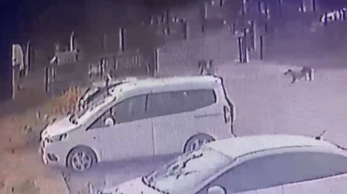 3 yaşındaki çocuğu köpekler kovaladı