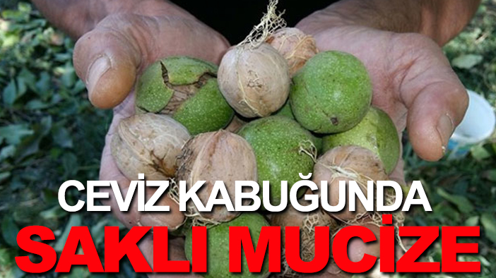 Ceviz kabuğunda saklı mucize