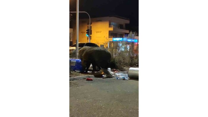 Balçova’da çöplere dadanan domuzlar iri cüsseleriyle şaşırttı