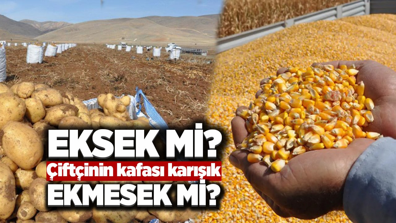 Konya’da bunları eken çiftçi destek alamayacak!