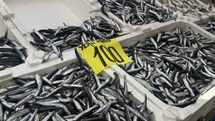 Tezgahlarda hamsi bolluğu! Kilosu 100 lira