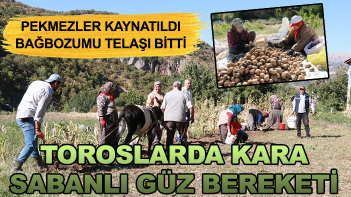 Toroslarda kara sabanlı güz bereketi