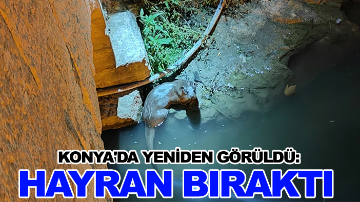 Konya'da yeniden görüldü: Hayran bıraktı