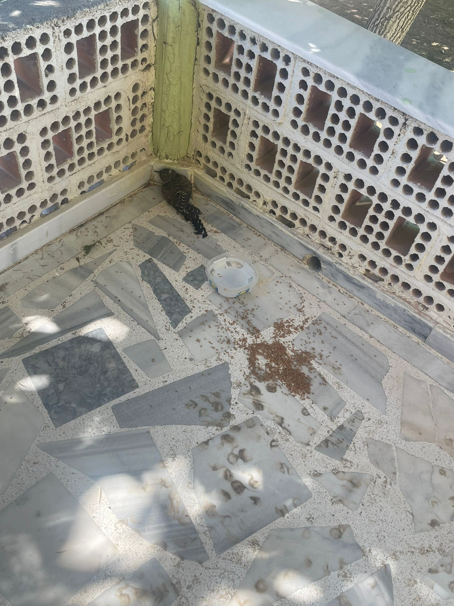 Kulu’da yaralı ebabil kuşuna şefkat eli