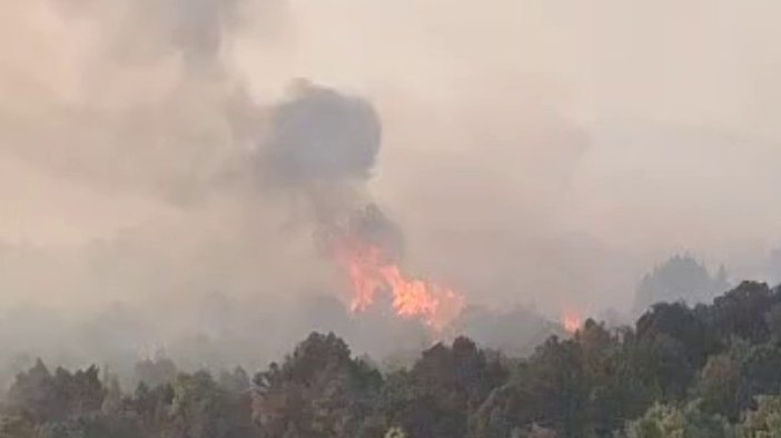 Sazlık alanda çıkan yangın ormana sıçradı