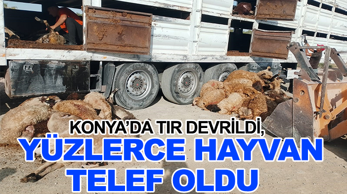 Konya’da TIR devrildi, yüzlerce hayvan telef oldu