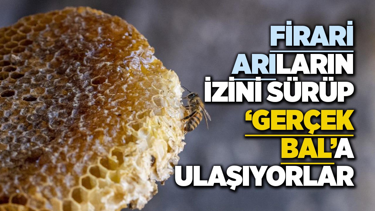 Hadim’in dağlarında ‘firari balı’ hasadı zamanı