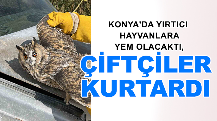 Konya'da yırtıcı hayvanlara yem olacaktı, çiftçiler kurtardı