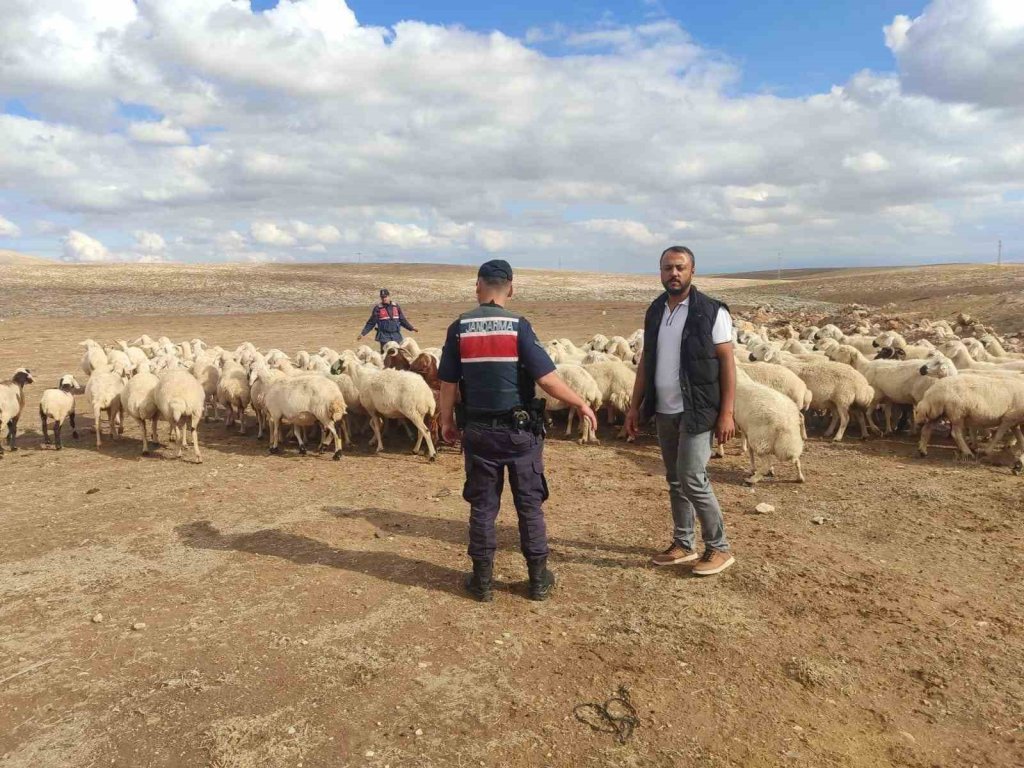 Konya'da kaybolan hayvanları dronla bulundu