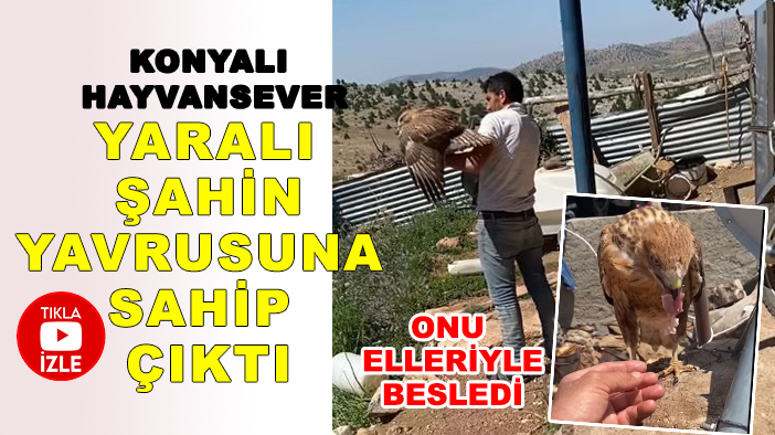 Konyalı hayvansever yaralı şahin yavrusuna sahip çıktı: Taze etle besledi