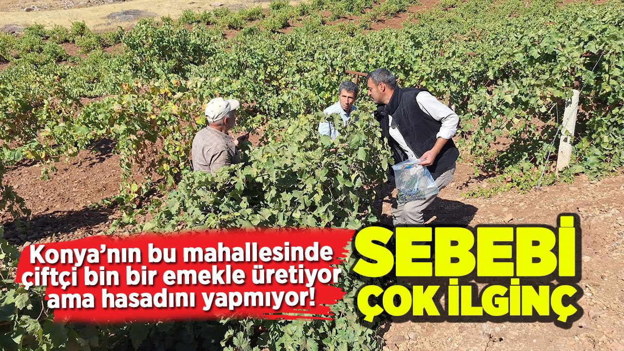 Konya’da ilginç gelenek: Çiftçi üretiyor ama hasat etmiyor!