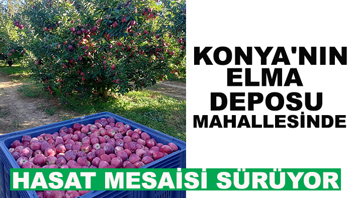 Konya'nın elma deposu mahallesinde hasat mesaisi sürüyor