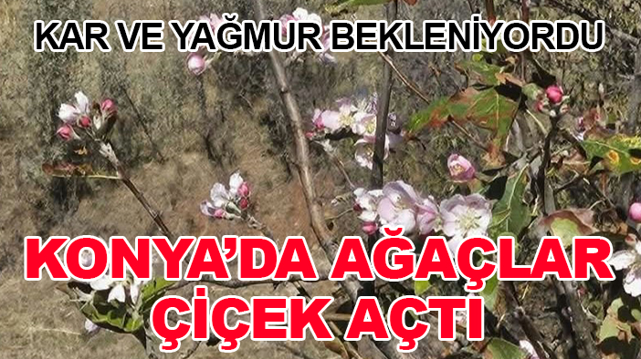 Konya'nın ilçesinde kar beklenirken ağaçlar çiçekler açtı