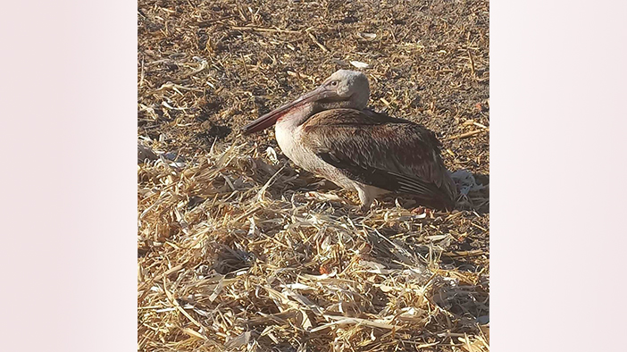 Yaralı pelikana Konyalı vatandaşlar yardım etti