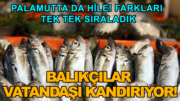 Palamutta da hile! Farkları tek tek sıraladık: Balıkçılar vatandaşı kandırıyor!