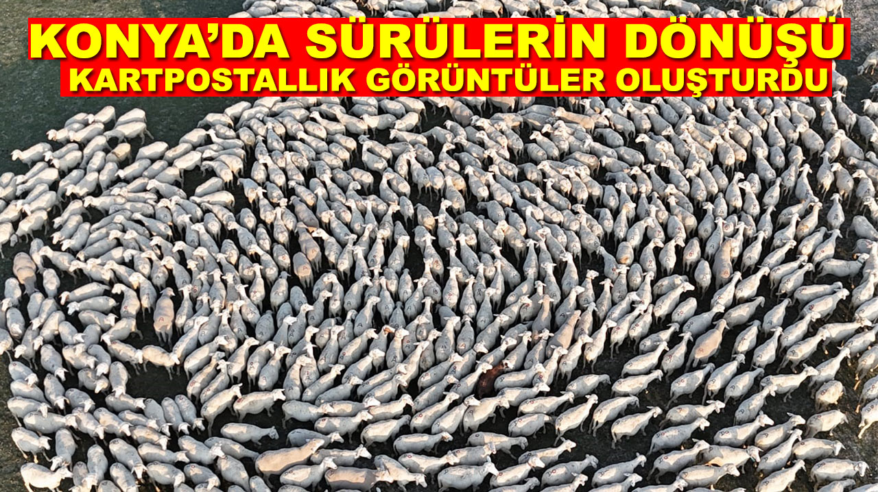 Konya’da sürülerin dönüşü kartpostallık görüntüler oluşturdu