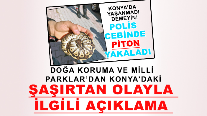Konya'da bir kişinin cebinden yılan çıkmıştı: Doğa Koruma ve Milli Parklar açıklama yaptı