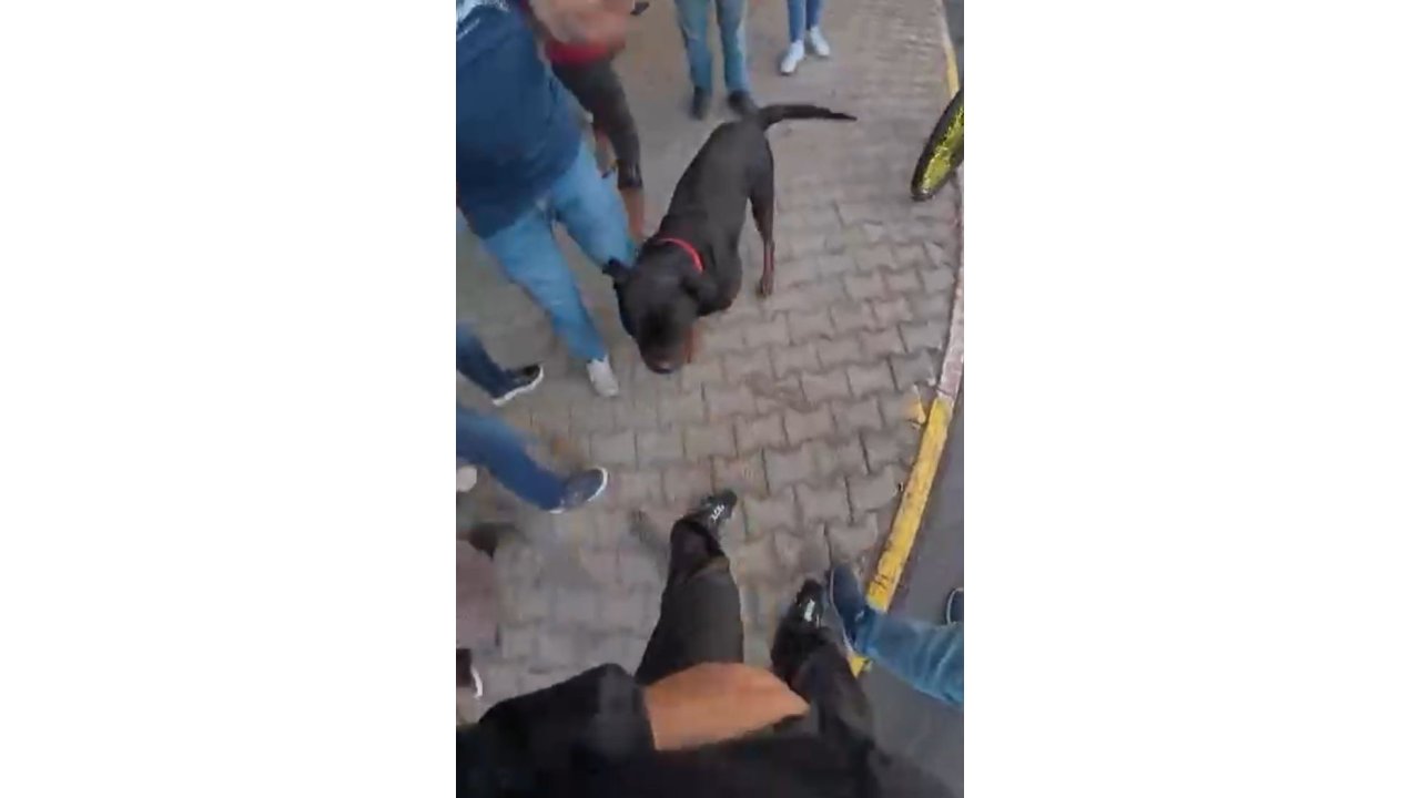Saldırgan köpek gözetim altına alındı: Sahibine idari para cezası kesildi