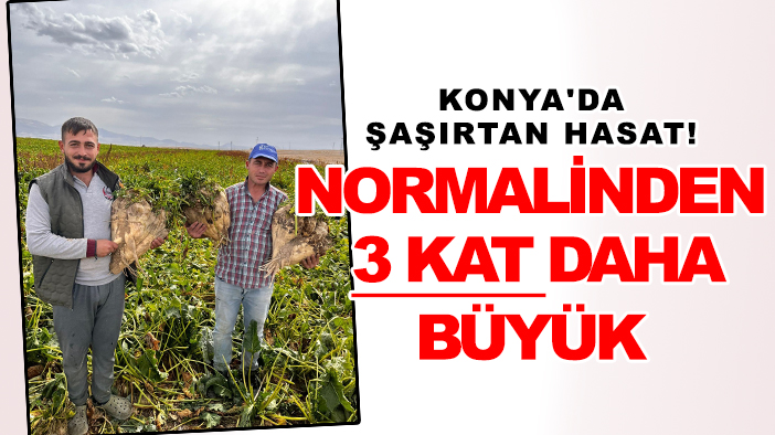 Konya'da şaşırtan hasat: Normalinden 3 kat daha büyük