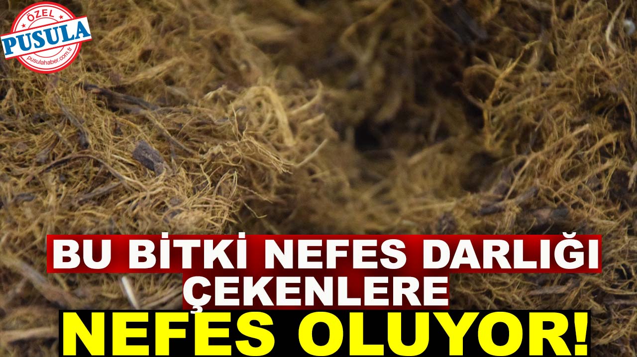 Bu bitki nefes darlığı çekenlere nefes oluyor!