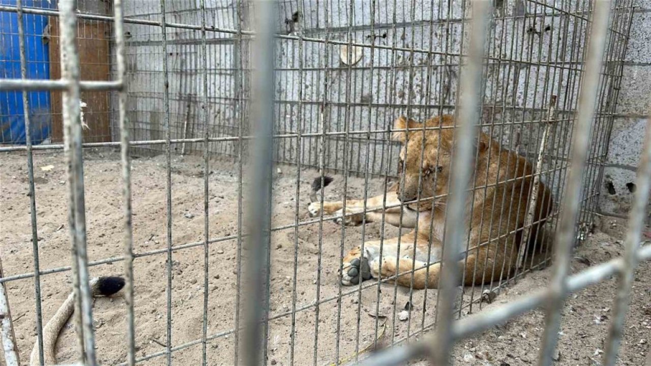 Gazze’de bir çadır, hayvanat bahçesinin kalan canlarına sığınak oldu