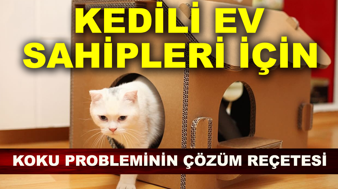 Kedili ev sahipleri için koku probleminin çözüm reçetesi