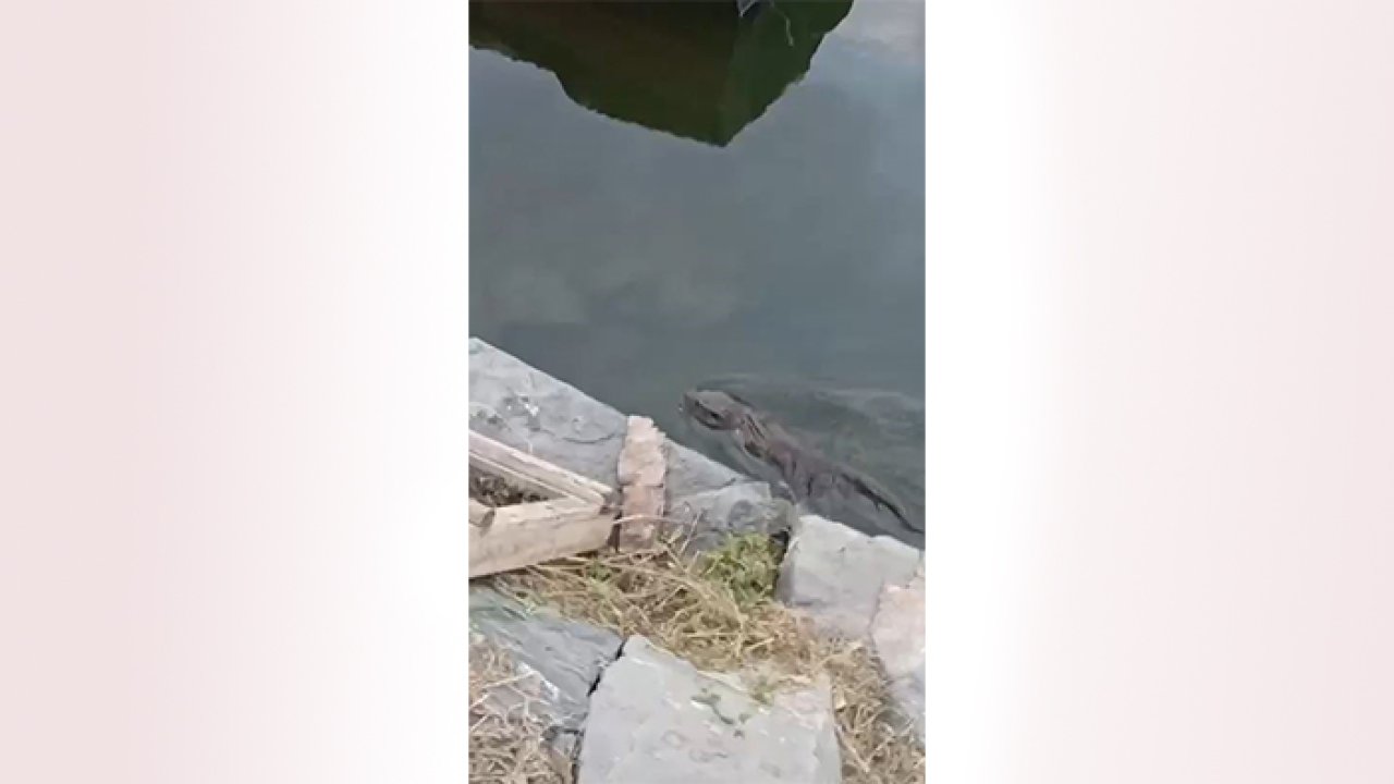 Nesli tükenme tehlikesinde! İstanbul'da görüldü