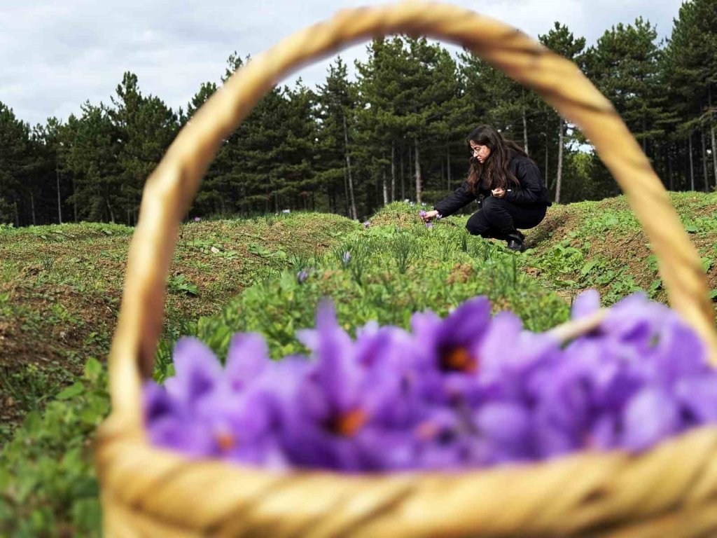 Kilosu 600 bin liradan satılacak!