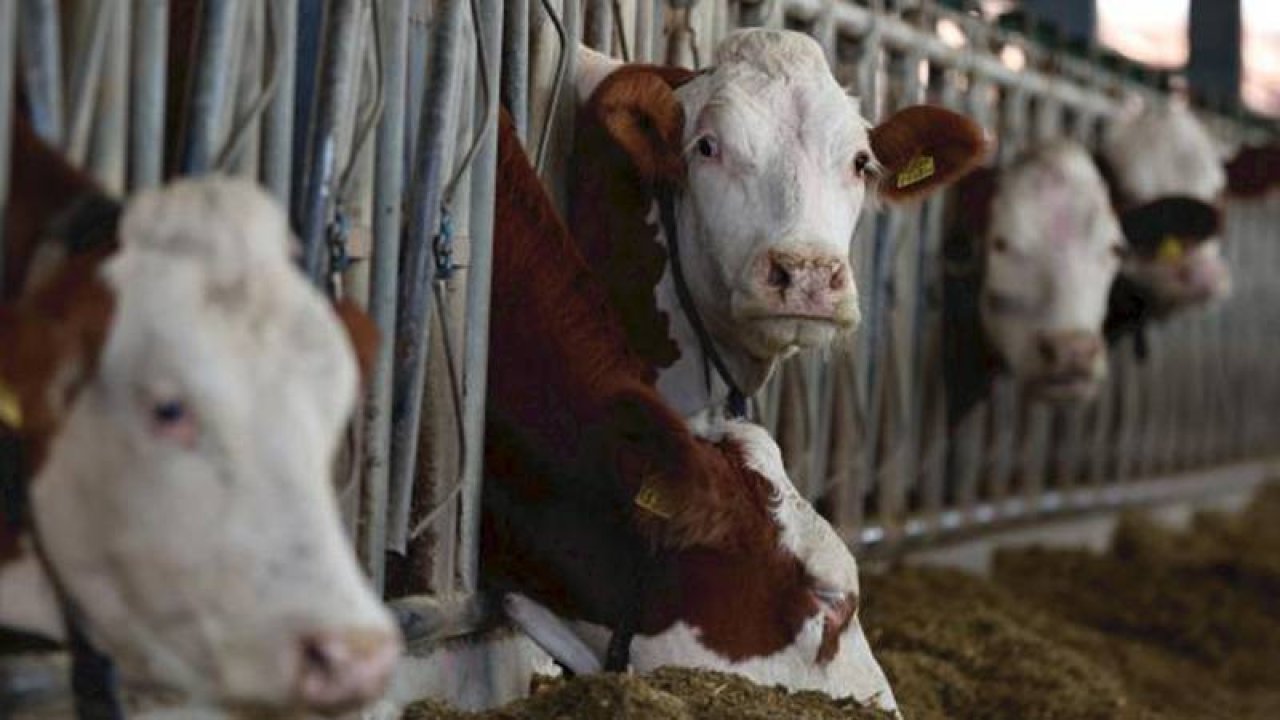 Türkiye’de deli dana alarmı! Salgın tehlikesi kapıda