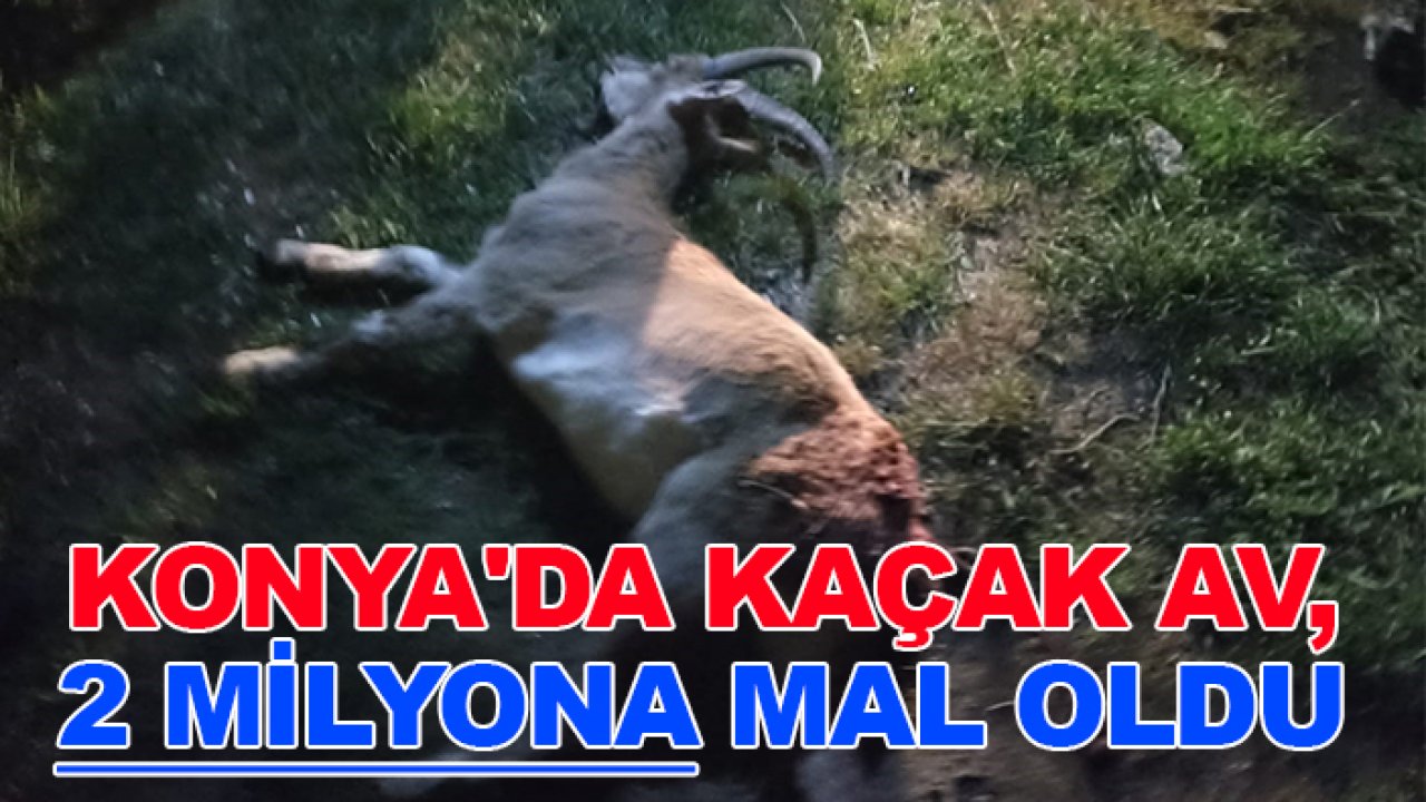 Konya'da koruma altındaki hayvanları avladılar, 2 milyon ceza aldılar