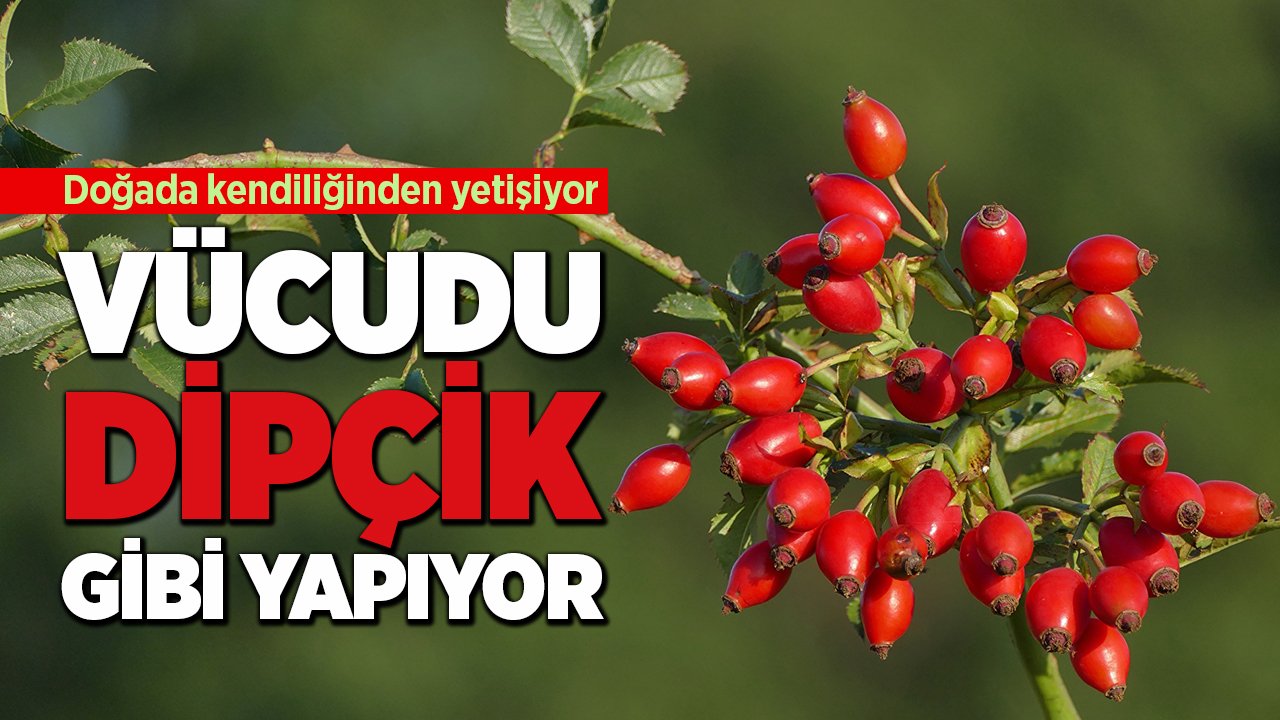 Doğada kendiliğinden yetişiyor, vücudu dipçik gibi yapıyor