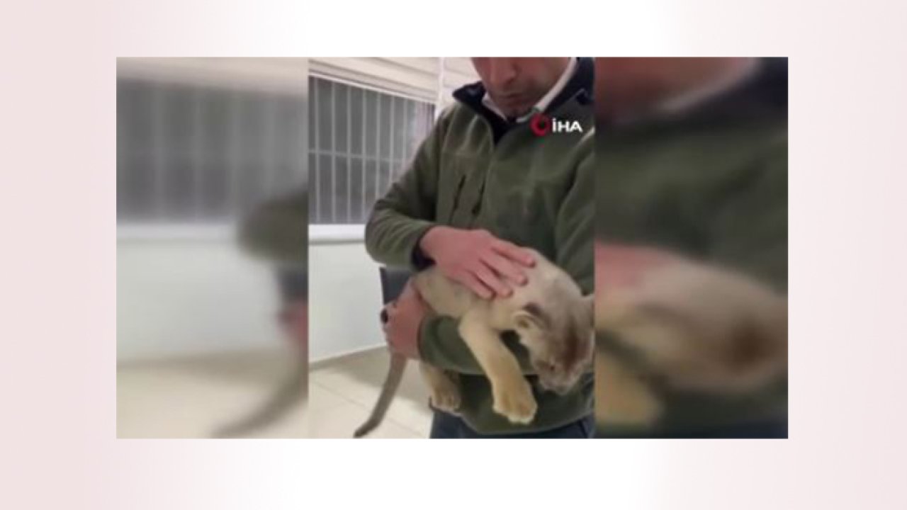 İstanbul'da  35 günlük Afrika aslanı bulundu