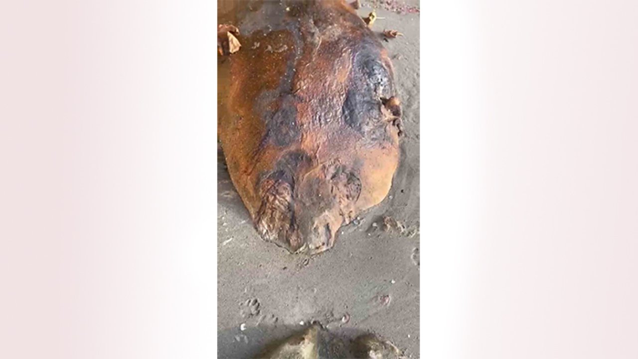 Tekirdağ sahiline vuran canlının ne olduğu çözülemedi