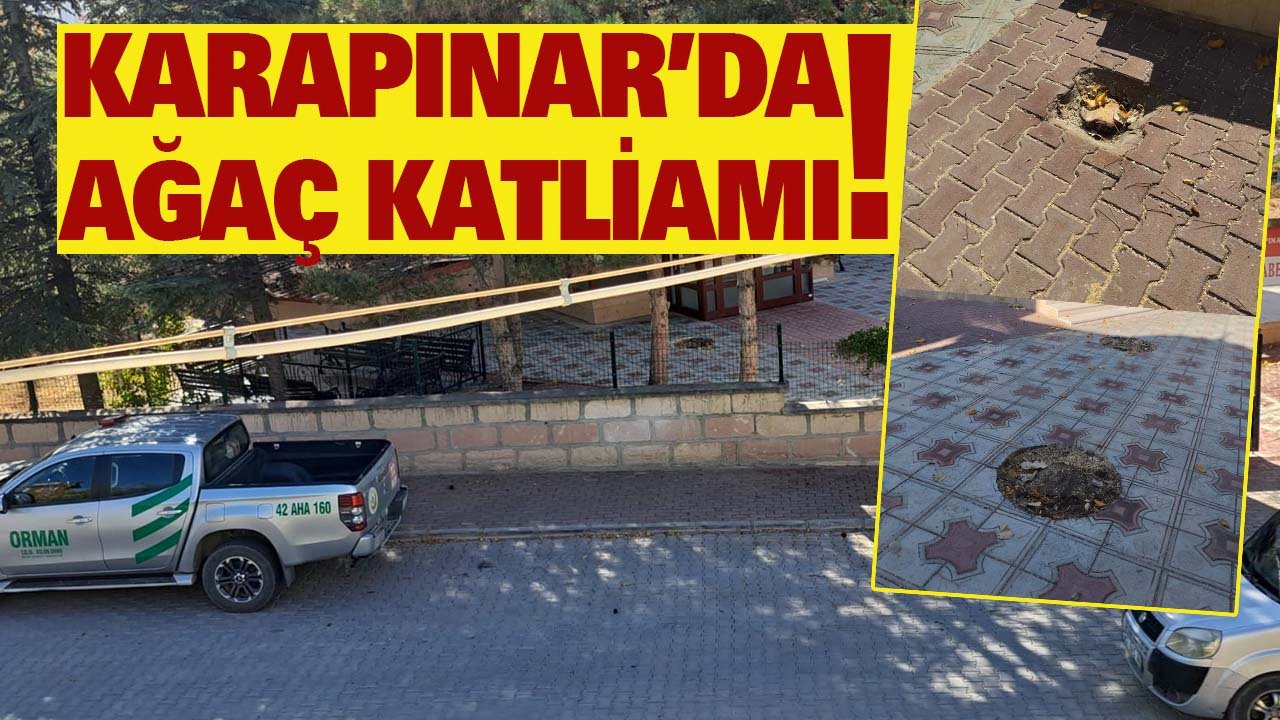 Konya'nın en kurak ilçesinde çok sayıda ağaç katledildi!