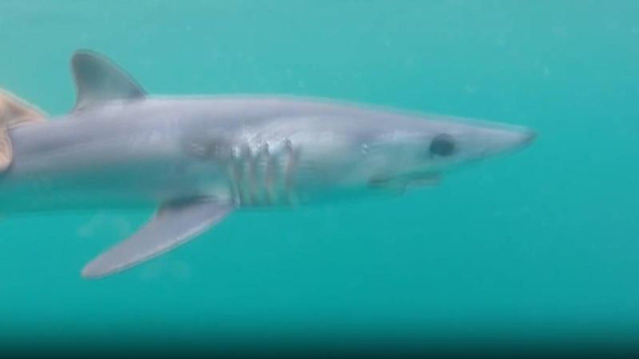 Balıkçının ağına köpek balığı takıldı