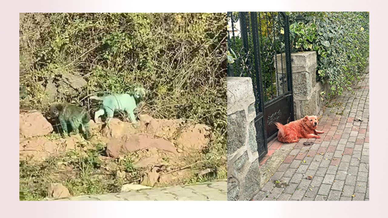 Köpekler renk renk boyanmış bulundu: Yapan insan çıkmadı
