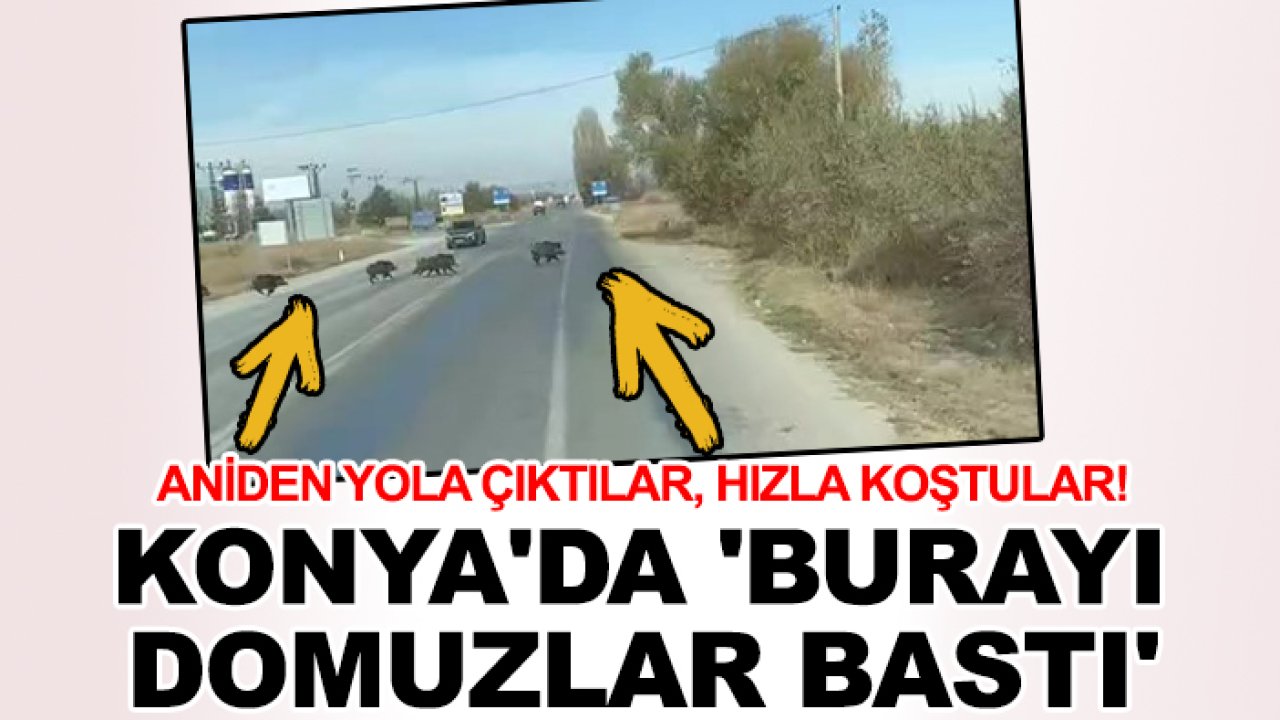 Aniden yola çıktılar, hızla koştular! Konya'da 'burayı domuzlar bastı'
