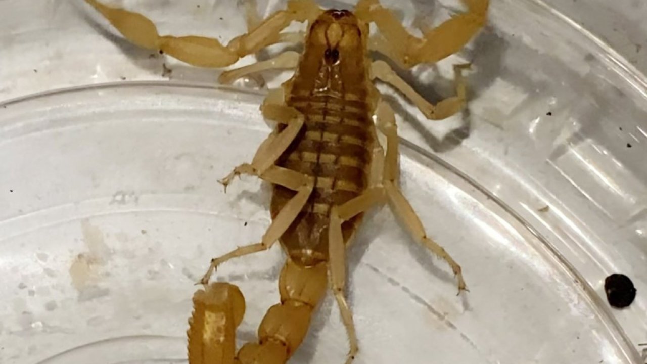 Konya'nın komşu şehrinde milyon dolarlık akrep zehri operasyonla yakalandı